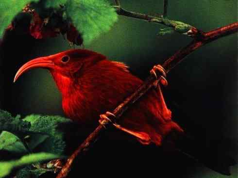 极品红色鸟类：镰嘴管舌鸟