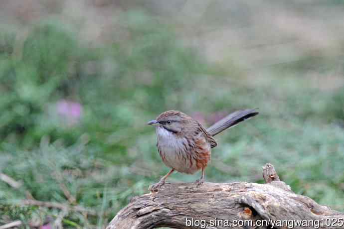 北京天坛公园的鸟类——山鹛（1）