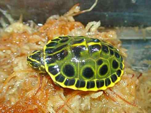 玄武：传说的兽原型探秘（潮龟）