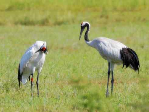 家禽驯化之源之十三（大雁、丹顶鹤）
