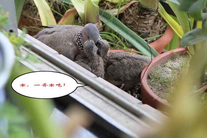 难得一见的鏡头-珠颈斑鸠哺育实拍(市区十五楼的鸟巢续集)