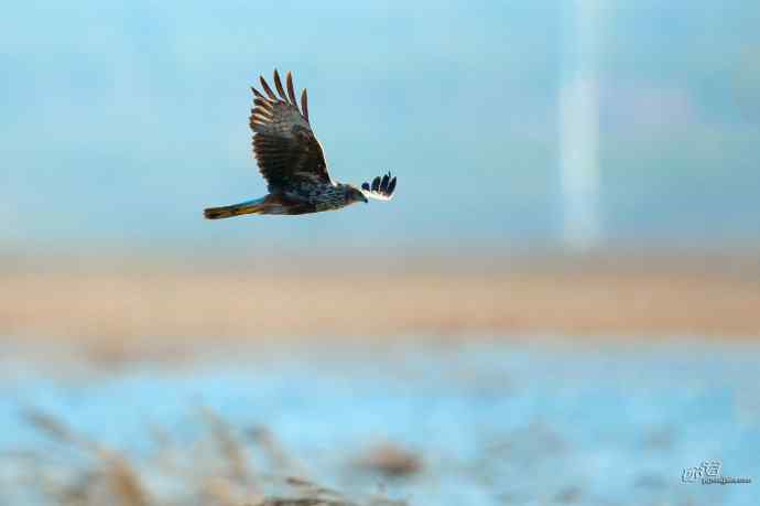 【行为-纪实】野鸭湖觅食的白腹鹞