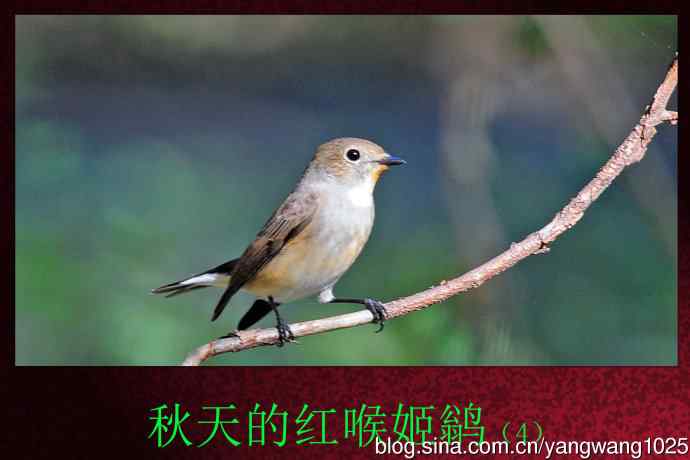 秋天的红喉姬鹟（4）