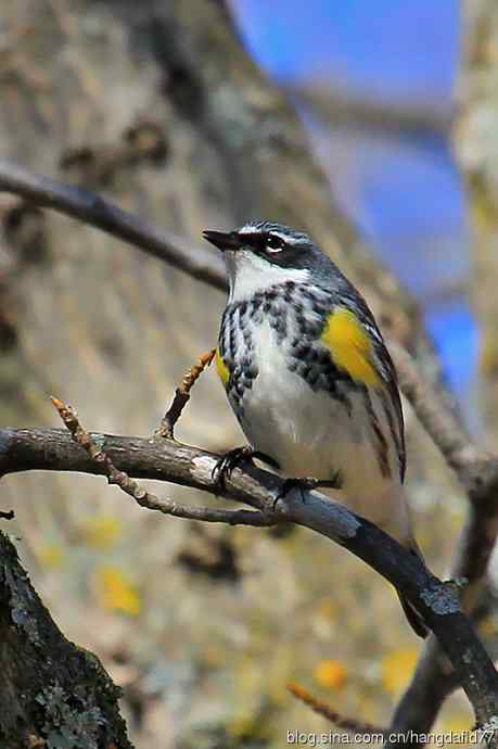 黄腰白喉林莺(3) 黄腰白喉林莺(3)