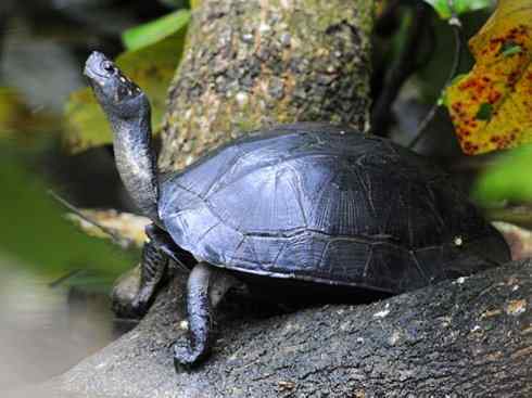 玄武：传说的兽原型探秘（潮龟）