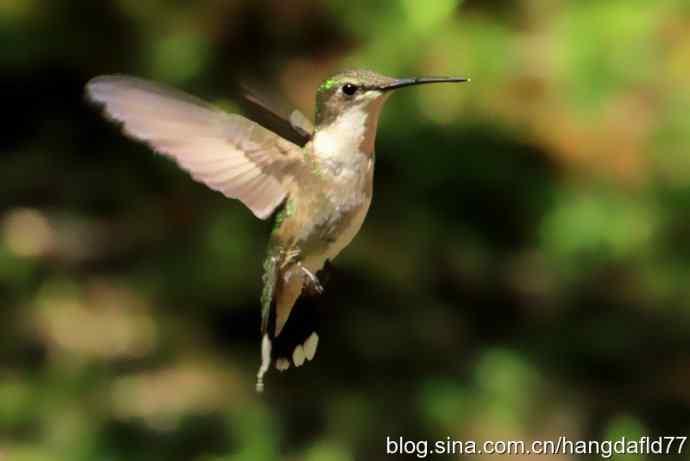 红玉喉北蜂鸟(4) 红玉喉北蜂鸟(4)