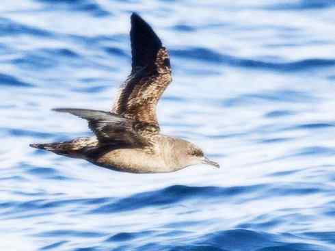 鸟类之最：灰鹱