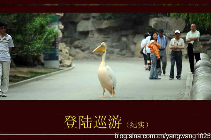 登陆巡游（纪实故事）