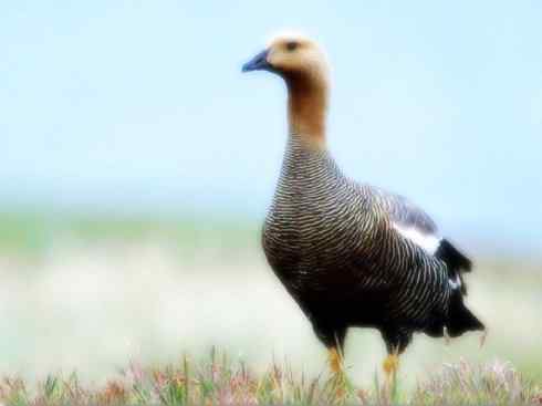 白头鸟系列：另类的美丽（斑胁草雁）