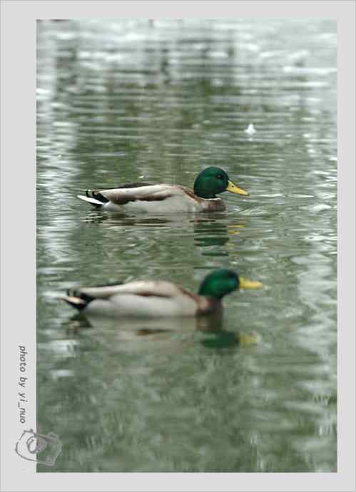 北京动物园水禽（2009-11-12）