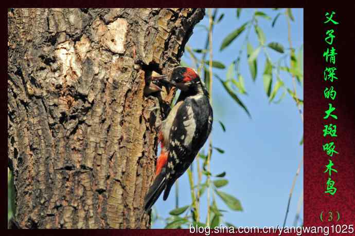 父子情深的大斑啄木鸟（3）