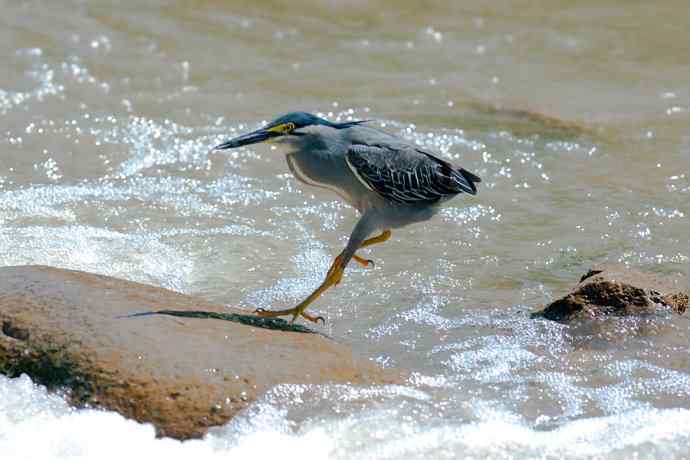潮河渔郎绿鹭鸶☆★ 潮河渔郎绿鹭鸶☆★