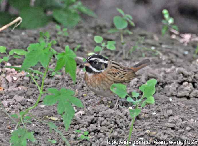 北京天坛公园的鸟类——白眉鹀