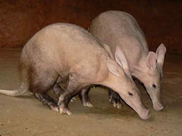 盘点十二大著名食蚁动物：土豚
