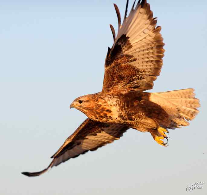 官厅水库&nbsp;wbr路&nbsp;wbr沐浴夕阳的大鵟