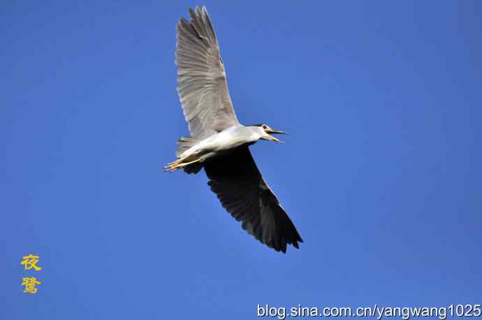 飞翔（夜鹭） wbr1
