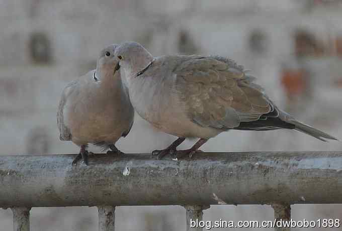 灰斑鸠踩蛋 wbr须浮鸥育雏