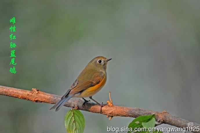 杂片(黄腹山雀、暗绿绣眼鸟、雌性红胁蓝尾鸲、黄腰柳莺) 杂片(黄腹山雀、暗绿绣眼鸟、雌性红胁蓝尾鸲、黄腰柳莺)