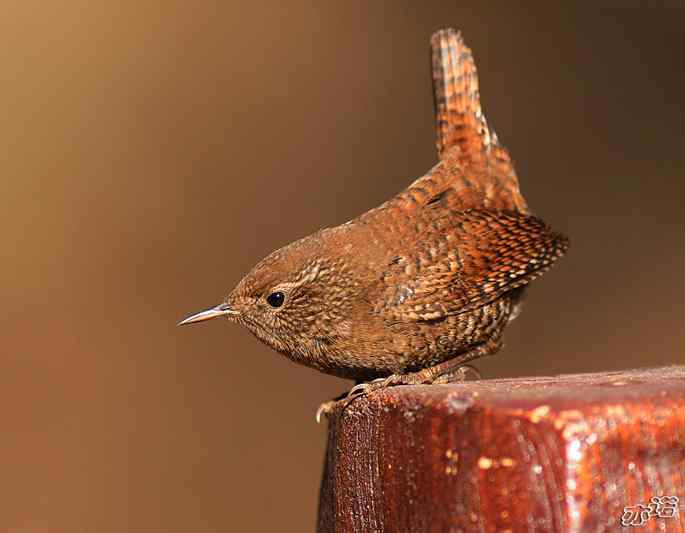 北京植物园&nbsp;wbr路&nbsp;wbr鹪（jiao）鹩（liao）