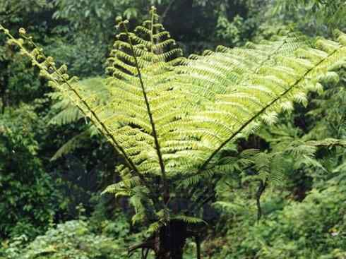 鱼类活化石:澳洲肺鱼 鱼类活化石:澳洲肺鱼