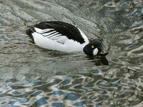 雁鸭之最之七（冠麻鸭、秋沙鸭、鹊鸭）