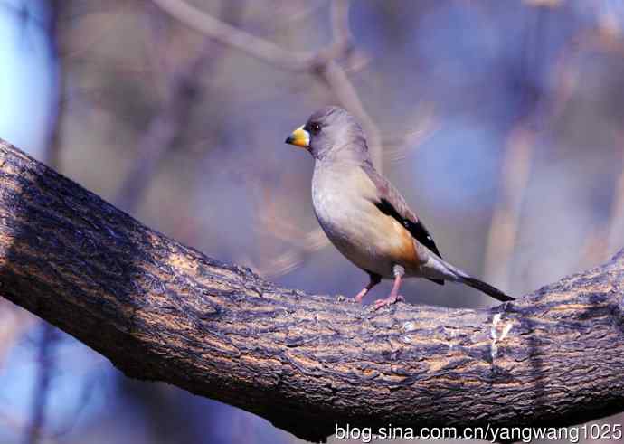 黑尾蜡嘴雀 wbr3