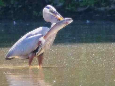 天生猎手：非猛禽类猎手之六（重量级的杀手——大型鹭鸟）