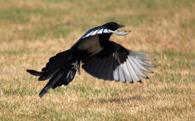 北京植物园赏鸟（十七），喜鹊（组图）