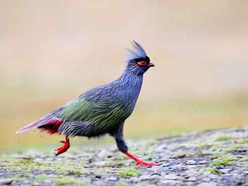 凤凰：传说中的鸟原型探秘（孔雀）
