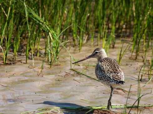 鸟类之最：斑尾滕鹬