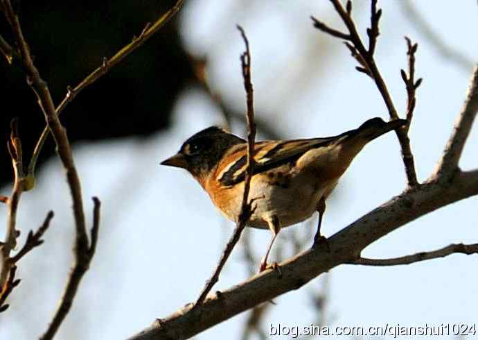 白头鹎的快乐生活(玉渊潭)