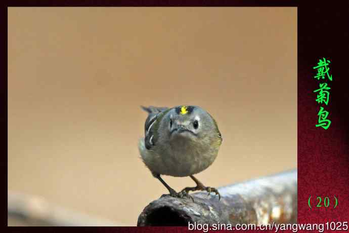 戴菊鸟(20) 戴菊鸟(20)