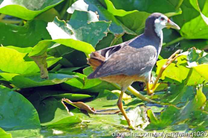 白胸苦恶鸟（6）