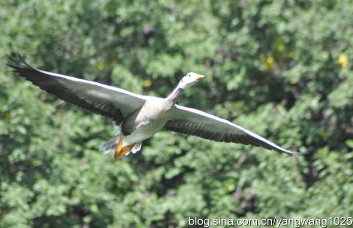 北京动物园的鸟类——飞（斑头雁）1