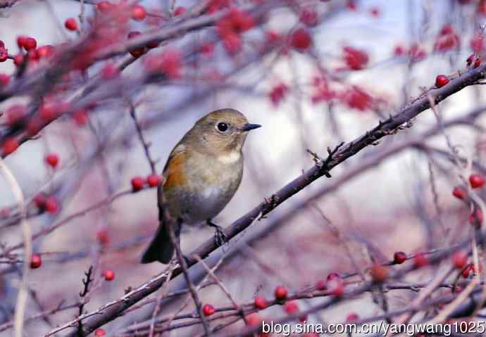 雌性红胁蓝尾鸲（37）