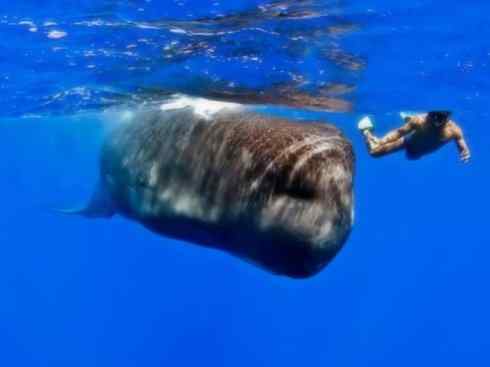 自然奇观：动物大迁徙(齿鲸类)