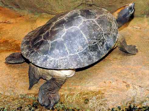 玄武：传说的兽原型探秘（潮龟）