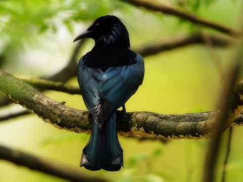 雀鸟也彪悍：黑侠（黑卷尾）