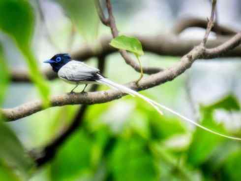 猎奇：长尾鸟雀（咬鹃和寿带鸟）