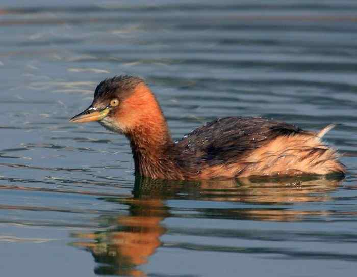 [初级观鸟讲座第5课]一步一步认识武汉的一百种鸟：公园观鸟（三）伯劳戴胜小鸊鷉