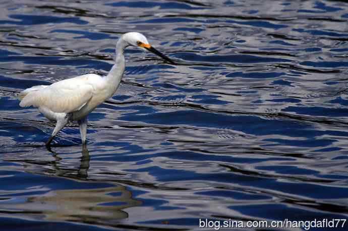 雪鹭(15) 雪鹭(15)