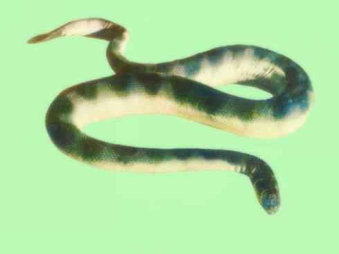 龙：传说的兽原型探秘（海蛇类）