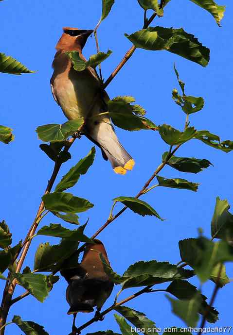 雪松太平鸟（5）