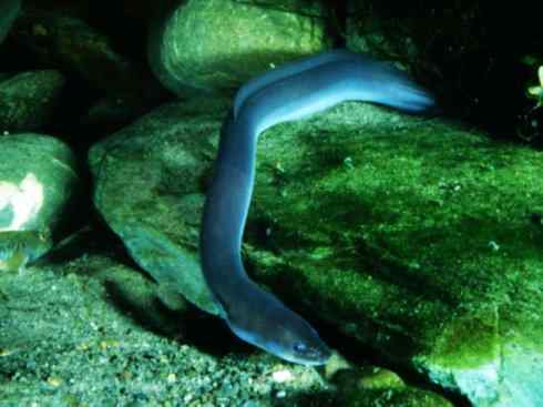 自然奇观：动物大迁徙(鳗鱼)