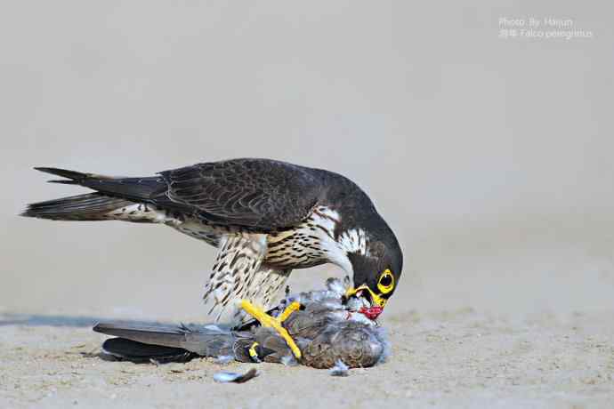 朝花夕拾 wbr温故知新