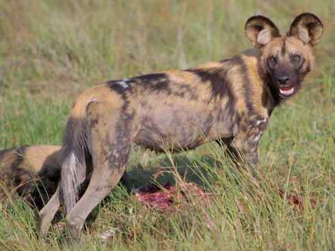 犬科：薮犬亚科非洲野犬属之非洲野犬