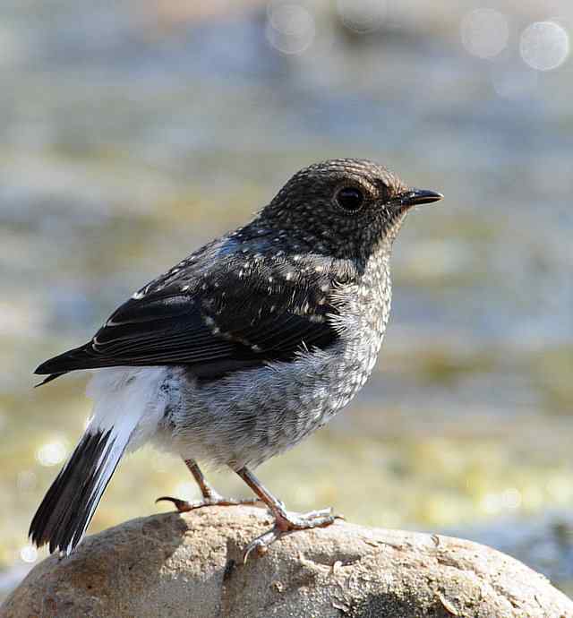 十渡有鸟初长成 wbr. wbr养在溪边人尽识