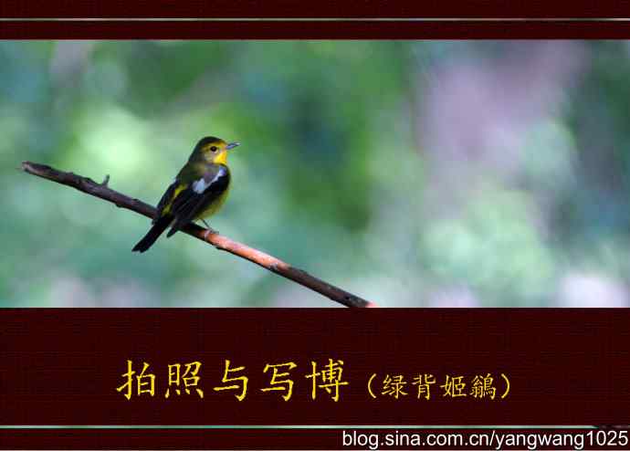 拍照与写博（绿背姬鶲篇）