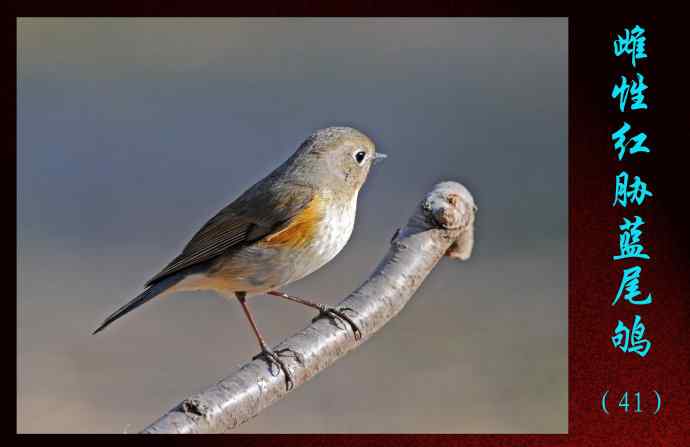 雌性红胁蓝尾鸲（41）