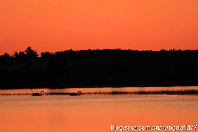 晚霞路湖泊路天鹅